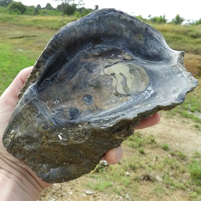 En savoir plus sur Un riche écosystème côtier vieux de 125 000 ans découvert sous Ariane 6 en Guyane